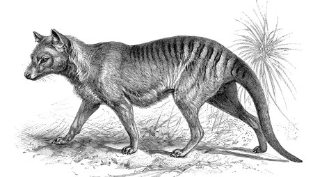 Тасманский сумчатый волк