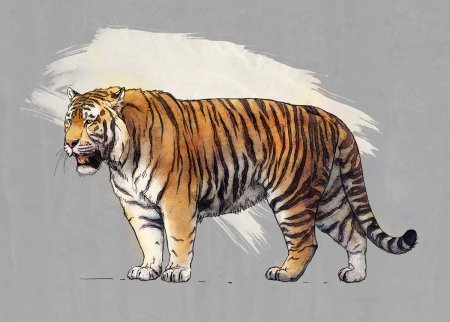 Туранский (Каспийский) тигр