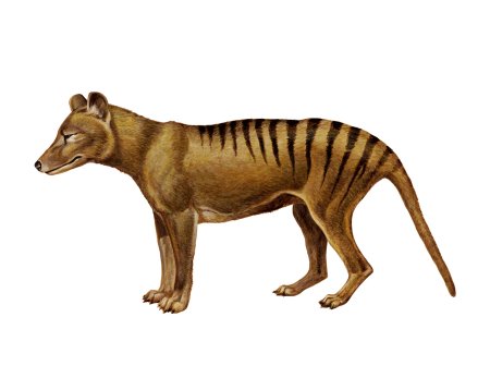 Сумчатый волк