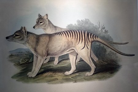 Сумчатый волк