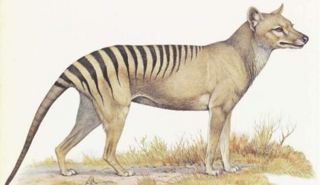 Тилацин Тасманский сумчатый