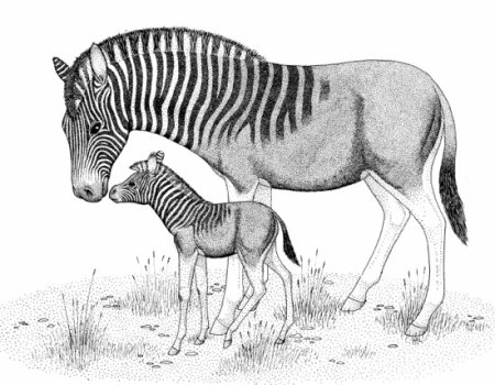 Астрапотерии (Astrapotheria)