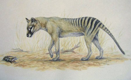 Квагга жеребец Генри