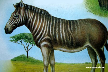 Редкие виды животных рисунок