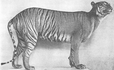 Раскраска древние животные