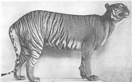 Исчезающие животные