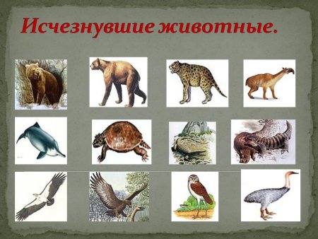 Шерстистый мамонт раскраска