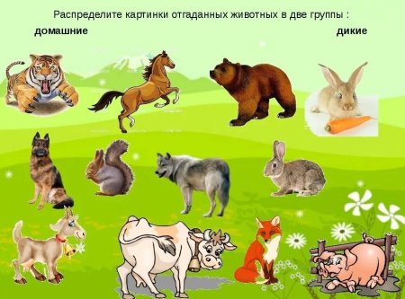 Дикие и домашние животные