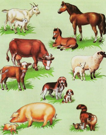 Дошниеживотные для детей