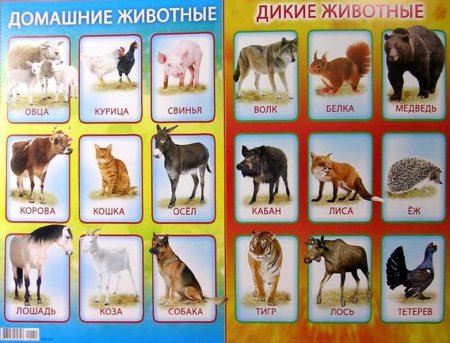 Домашние и Дикие животные для детей