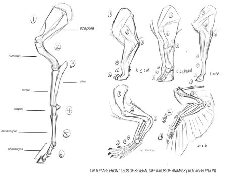 Нарисованные конечности животных