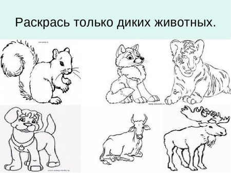 Дикие животные задания для дошкольников