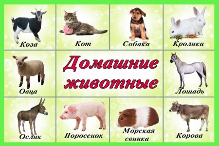 Дикие животные для детей