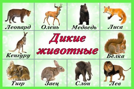 Рисунки домашних животных