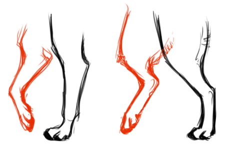 Кошачьи лапы референс сзади