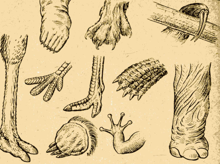 Конечности животных