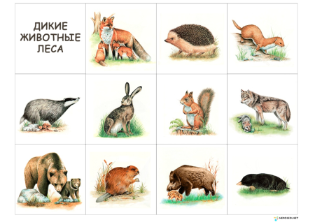 Малыши. Домашние животные