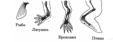 Гомологичные кости передних конечностей позвоночных