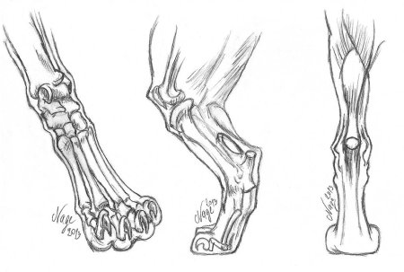 Строение костей лапы собаки
