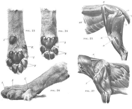 Строение лапы Йорка сзади