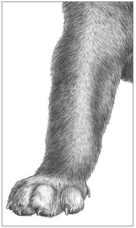 Лапа рисунок