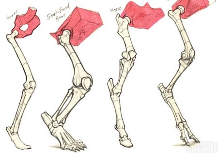 Строение кошачьей лапы скелет