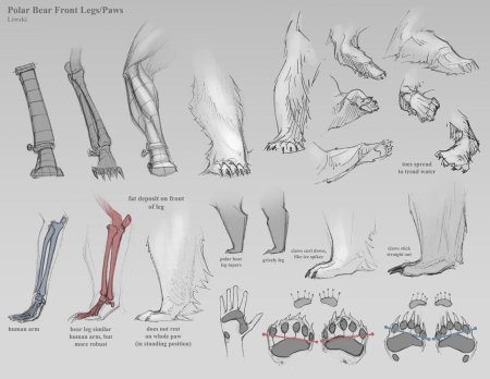 Анатомия медвежьей лапы
