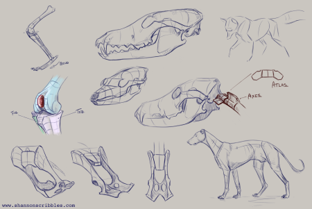 Доберман референс анатомия