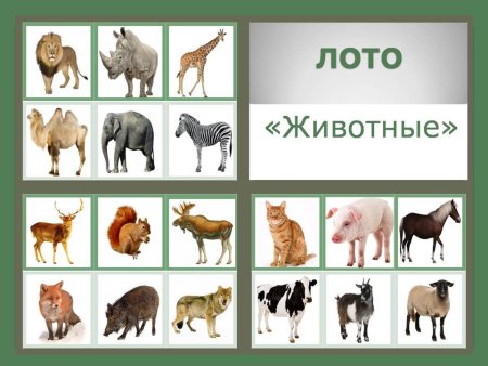 Дикие и домашние животные для дошкольников