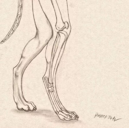 Анатомия Антро ног