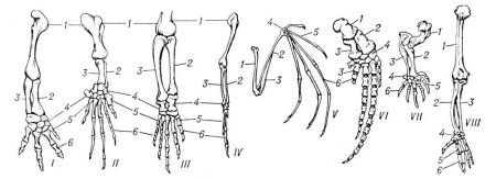 Скелет передней конечности крота