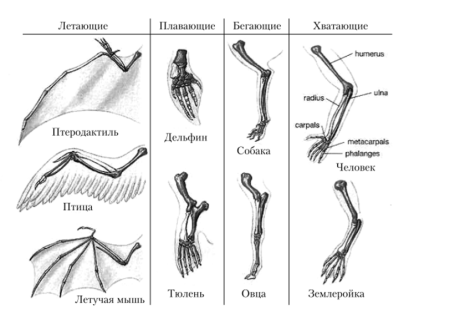 Схема строения конечностей наземного позвоночного