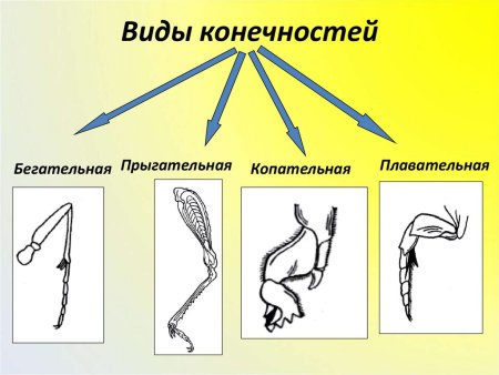 Типы конечностей насекомых