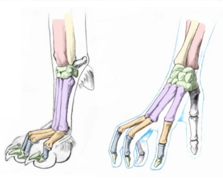 Строение кошачьей лапы задней