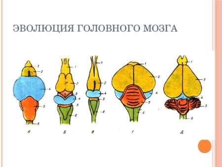Головной мозг позвоночных схема