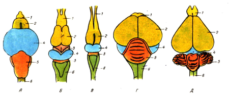 Эволюция головного мозга хордовых