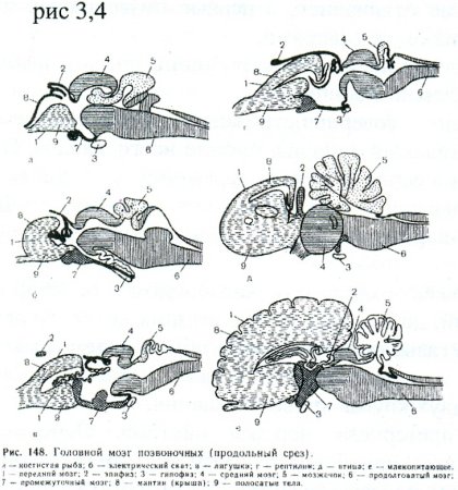 Схема развития головного мозга позвоночных