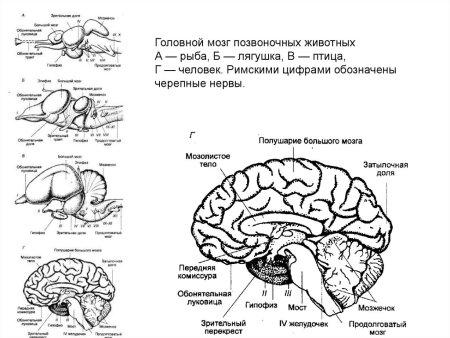 Схема строение головного мозга анатомия животных