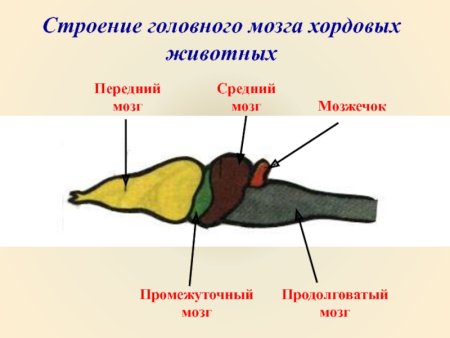 Отделы головного мозга хордовых животных