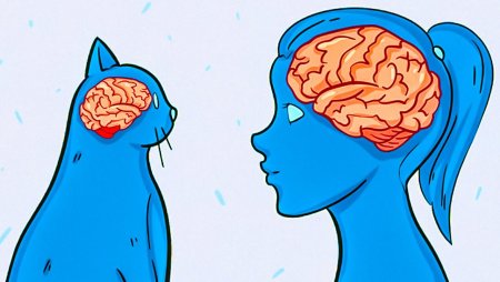 Схема развития отделов головного мозга позвоночных животных