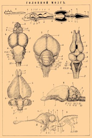 Мозг дельфина и человека