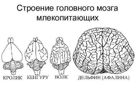Головной мозг кролика вид сверху снизу и сбоку