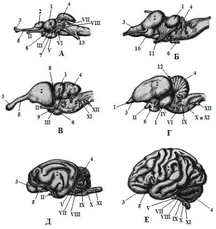 Строение головного мозга у пресмыкающихся и птиц