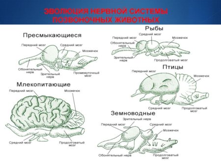 Эволюция нервной системы позвоночных таблица
