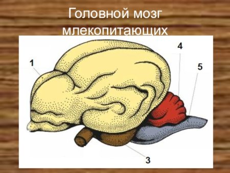 Ротделы головного мозга порзвоночных жи вотных