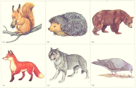 Изображение диких животных для детей