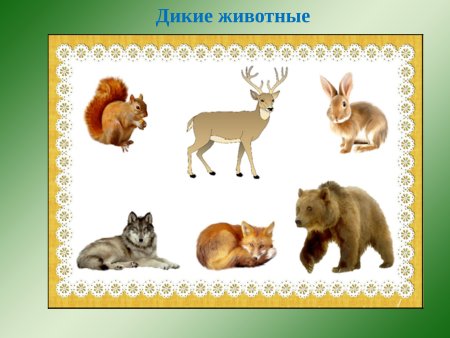Дикие животные для малышей