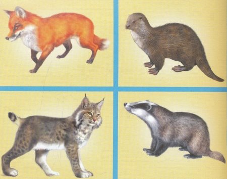 Демонстрационный материал Дикие животные