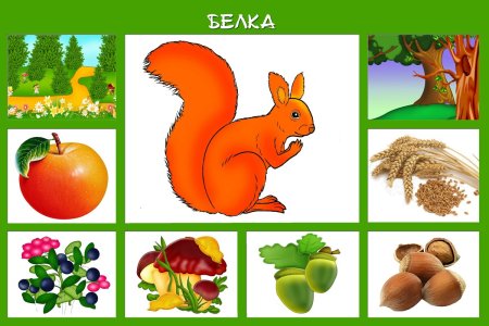 Игра кто чем питается Дикие животные