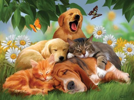 Животные вместе